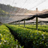 Matcha Bio Japonés en Stick